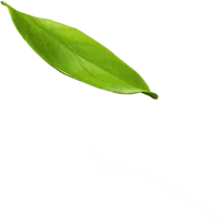 shape